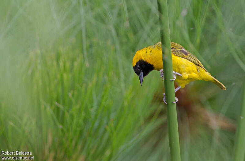 Slender-billed Weaver male adult breeding, identification