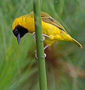 Slender-billed Weaver