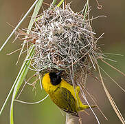 Slender-billed Weaver