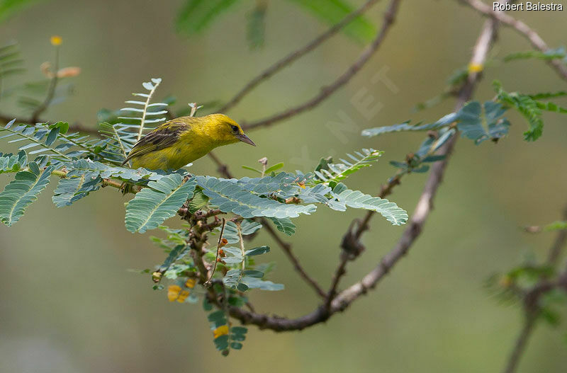 Slender-billed Weaver