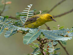 Slender-billed Weaver