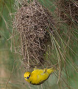 Slender-billed Weaver