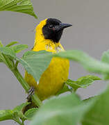 Slender-billed Weaver