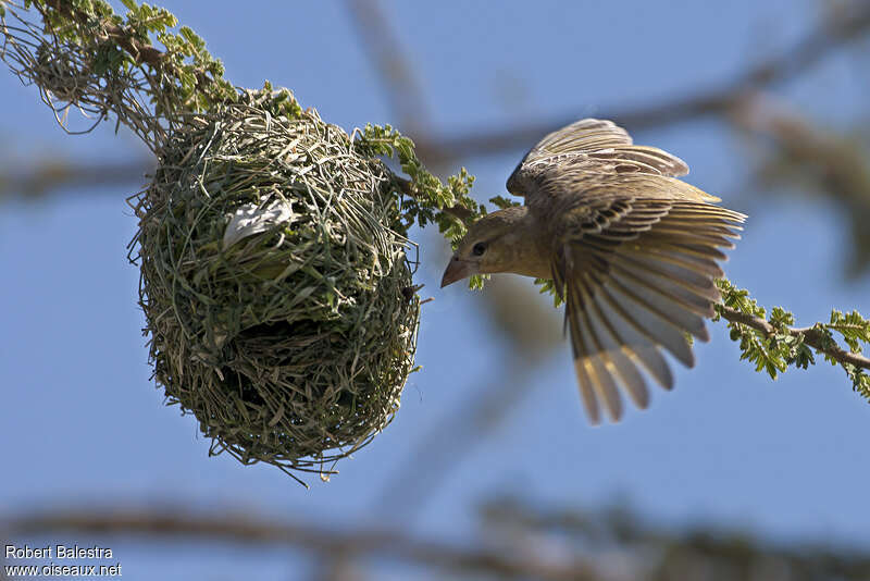 Rüppell's Weaver female adult, Reproduction-nesting