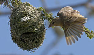 Rüppell's Weaver