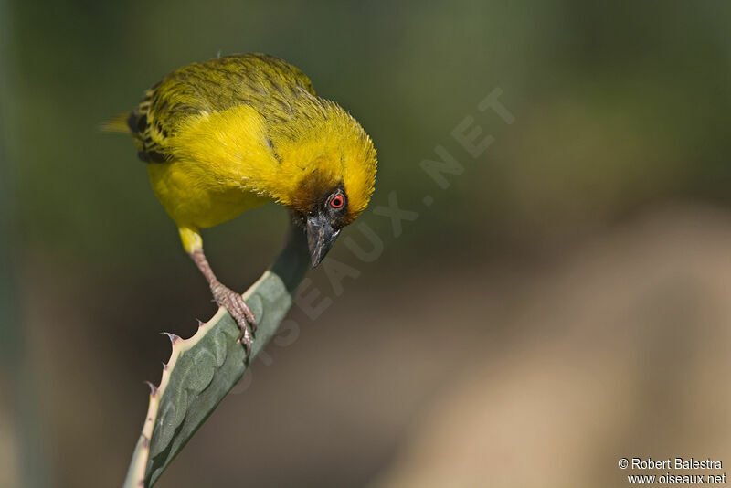 Rüppell's Weaver