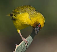 Rüppell's Weaver