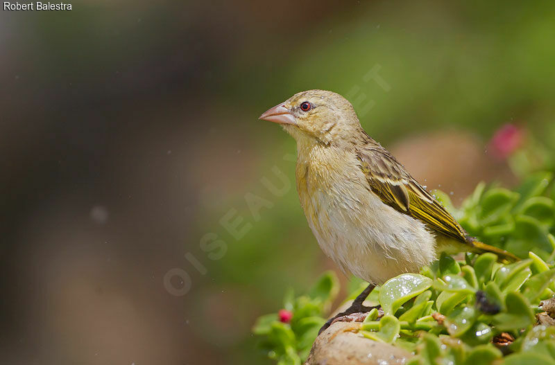 Rüppell's Weaver