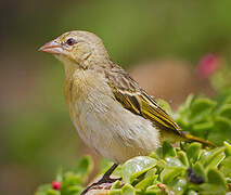 Rüppell's Weaver