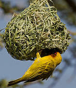 Rüppell's Weaver