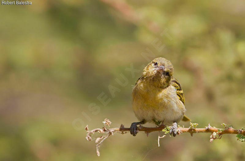 Rüppell's Weaver