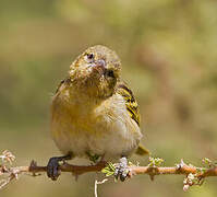 Rüppell's Weaver