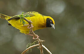 Speke's Weaver