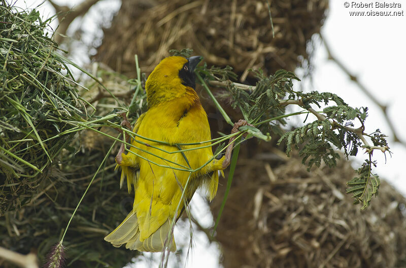 Speke's Weaver male