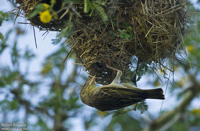 Speke's Weaver female adult, pigmentation, Reproduction-nesting