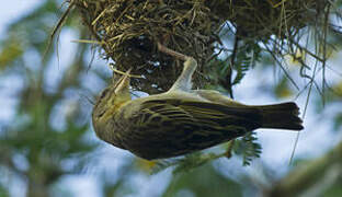 Speke's Weaver