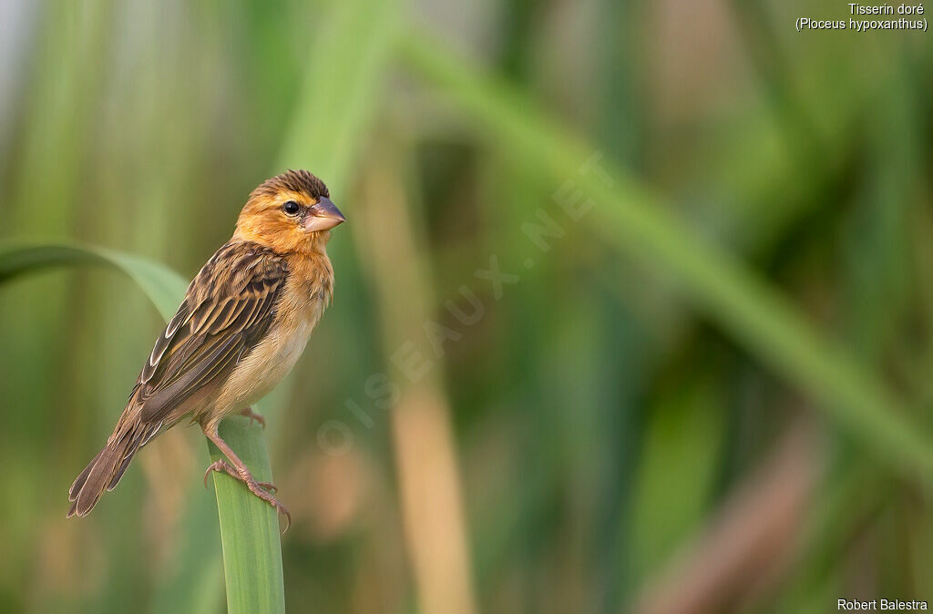 Asian Golden Weaver