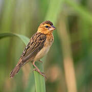 Asian Golden Weaver