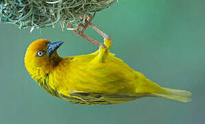 Cape Weaver