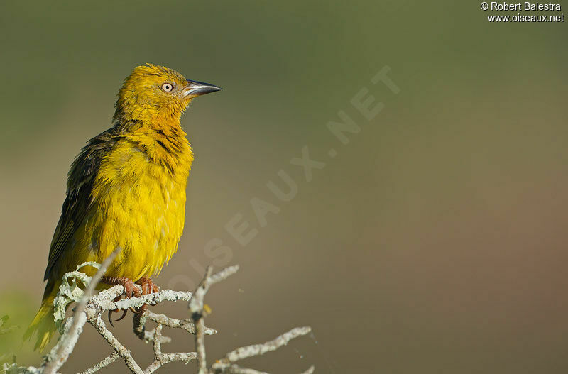 Cape Weaver male adult