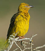 Cape Weaver