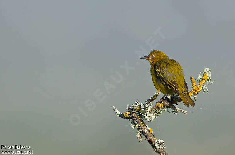 Cape Weaver male adult, Behaviour