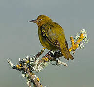 Cape Weaver