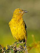 Cape Weaver