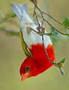 Red-headed Weaver