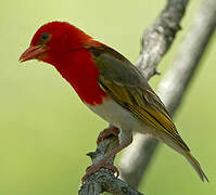 Red-headed Weaver