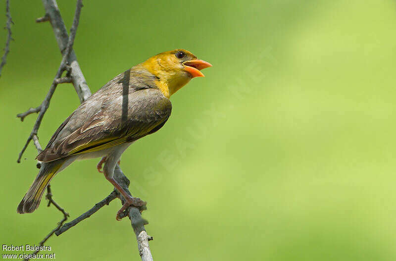 Red-headed Weaver female adult, pigmentation