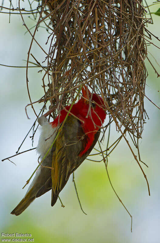 Red-headed Weaver male adult breeding, pigmentation, Reproduction-nesting