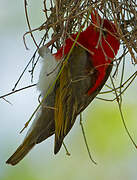 Red-headed Weaver