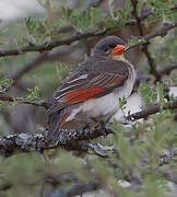 Red-headed Weaver