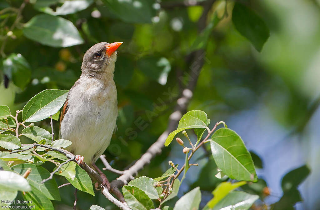 Red-headed Weaver female adult, habitat, pigmentation