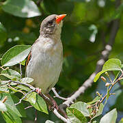 Red-headed Weaver