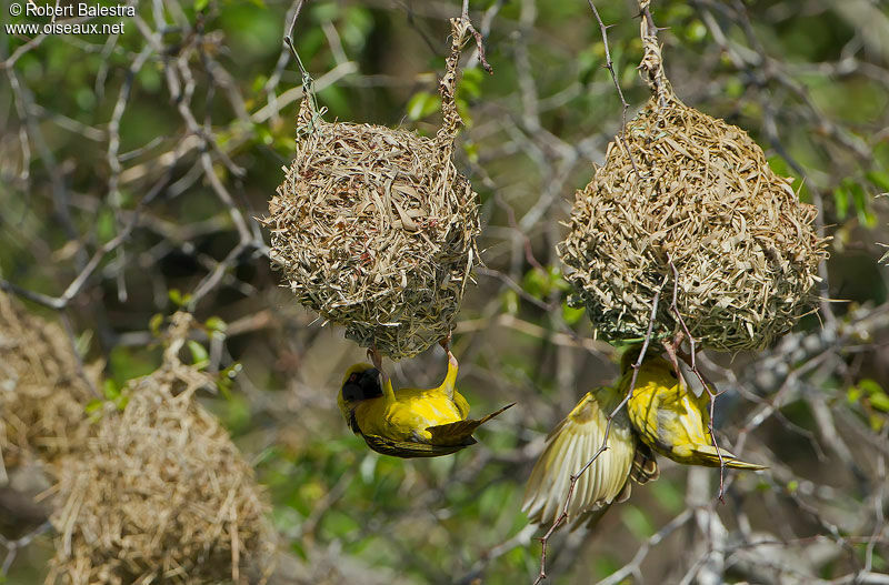 Village Weaver male