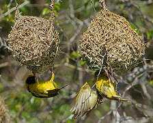 Village Weaver