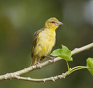 Village Weaver