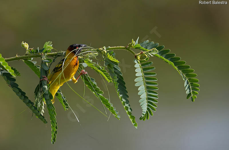 Village Weaver male, Reproduction-nesting