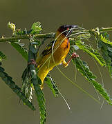 Village Weaver