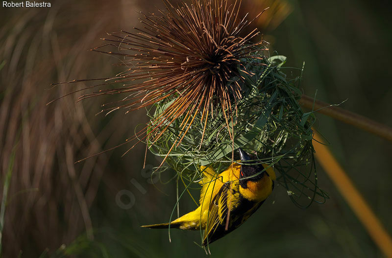 Village Weaver male, Reproduction-nesting