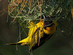 Village Weaver