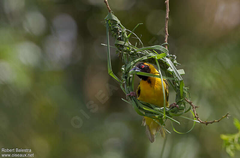 Village Weaver male adult breeding, Reproduction-nesting