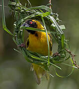 Village Weaver