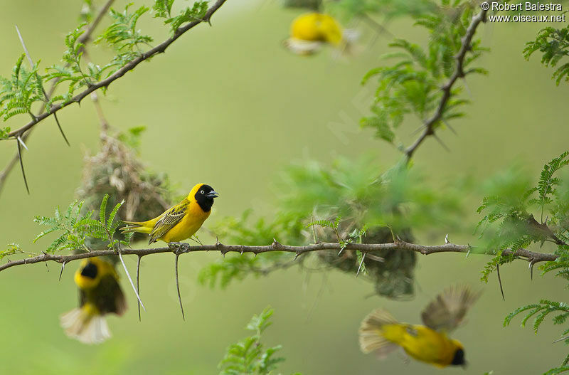 Lesser Masked Weaver male adult breeding