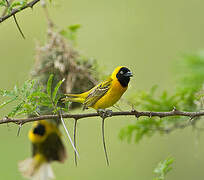 Lesser Masked Weaver