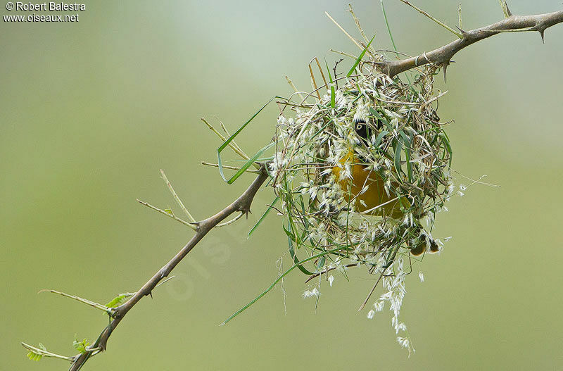 Lesser Masked Weaver