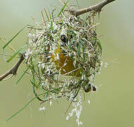 Lesser Masked Weaver