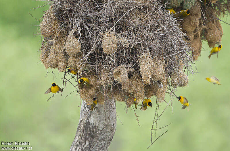 Lesser Masked Weaver, habitat, Reproduction-nesting, Behaviour